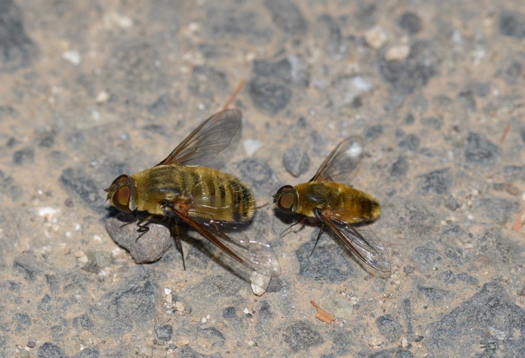 Villa hottentotta ?.....Villa sp. (Bombyliidae)